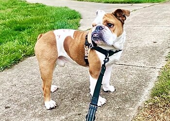 Columbus Dog Walkers DogDays