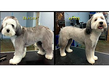 Greensboro Pet Grooming Dog Days