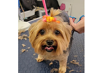 Cape Coral Pet Grooming Dog Days Cape Coral Dog Groomers LLC