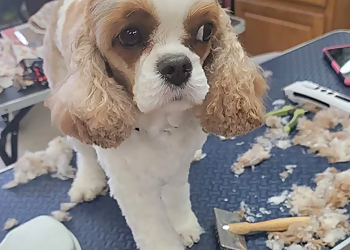 Cape Coral Pet Grooming Dog Days Cape Coral Dog Groomers LLC