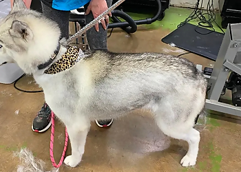 Lubbock Pet Grooming Dog Gone Beautiful