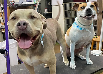 Lubbock Pet Grooming Dog Gone Beautiful