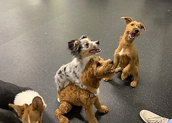 Omaha Dog Training Dog Gone Problems