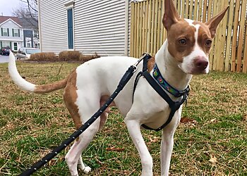 Alexandria Dog Walkers Dog Gone Walking & Pet Care LLC.