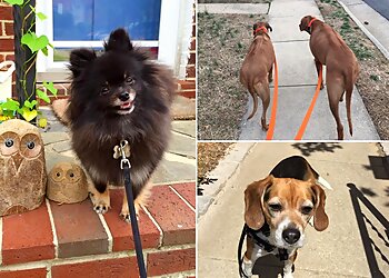 Alexandria Dog Walkers Dog Gone Walking & Pet Care LLC.