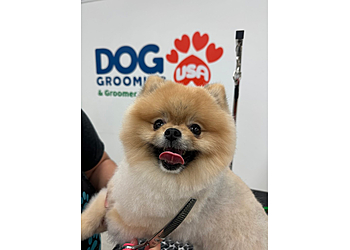 Dog Grooming USA - Hialeah, FL Pet Grooming - Service Image