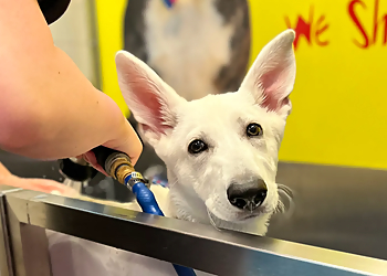 Richmond Pet Grooming Dog Krazy, Inc.