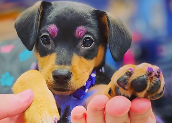 Richmond Pet Grooming Dog Krazy, Inc.