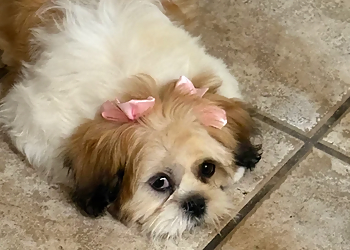 El Paso Pet Grooming Dog Lover's Grooming