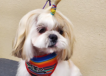 El Paso Pet Grooming Dog Lover's Grooming