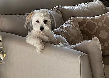 El Paso Pet Grooming Dog Lover's Grooming