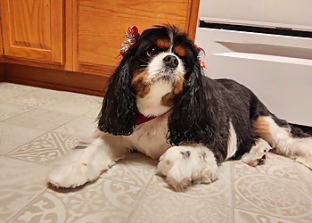 Dog Lovers Grooming Salon - Madison, WI Pet Grooming - Project Image