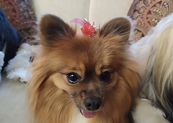 Dog Lovers Grooming Salon - Madison, WI Pet Grooming - Service Highlights