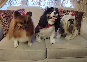 Dog Lovers Grooming Salon Dog Lovers Grooming Salon - Madison, WI Pet Grooming - Service Image