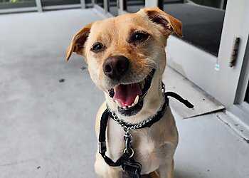 Miami Dog Walkers Dog Lovers Miami Corp