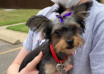 3 Best Pet Grooming in Wichita, KS - Expert Recommendations