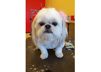 Kent Pet Grooming Dog Spaw