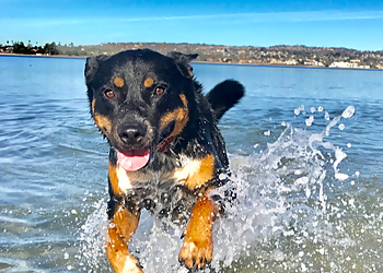 San Diego Dog Walkers Dog Tired San Diego