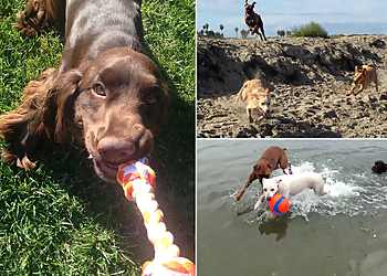 San Diego Dog Walkers Dog Tired San Diego