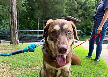 Dog Training Elite - Nashville, TN Dog Training - Healthcare Moments