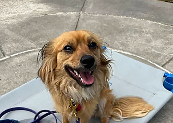 Dog Training Elite - Nashville, TN Dog Training - Service Image