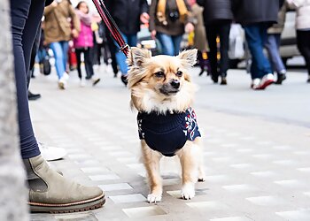 New York Dog Training Dogboy NYC