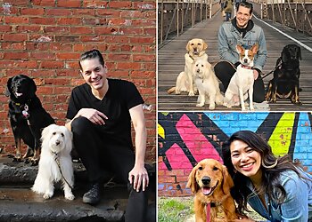 New York Dog Training Dogboy NYC