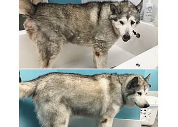 Columbus Pet Grooming Doggie Day Spa Grooming and Self Serve Salon