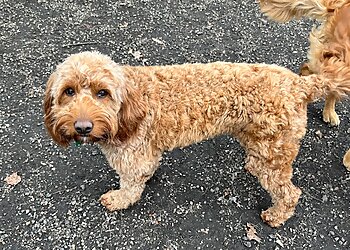 Akron Pet Grooming Doggie Do's & Kittys Too