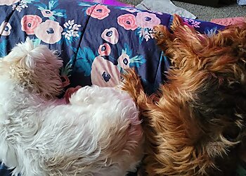 Akron Pet Grooming Doggie Do's & Kittys Too