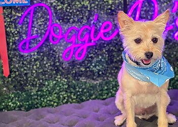 Bakersfield Pet Grooming Doggie Do's Pet Salon