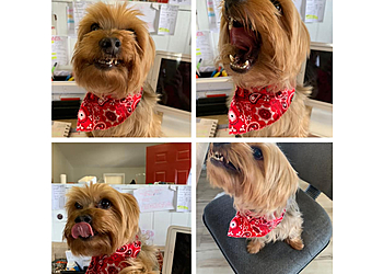 Huntsville Pet Grooming Doggie Do's Pet Service