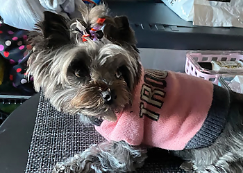 Grand Prairie Pet Grooming Doggie Do’s Spa