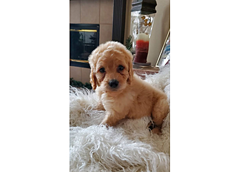 Grand Prairie Pet Grooming Doggie Do’s Spa