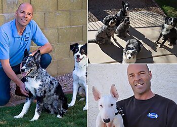 Chandler Dog Training Doggie Steps Dog Training LLC