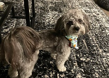 Atlanta Pet Grooming Doggie Style Atlanta