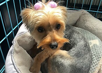 Atlanta Pet Grooming Doggie Style Atlanta