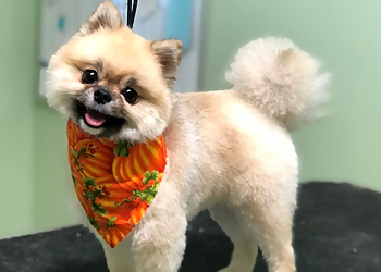 Kansas City Pet Grooming Doggie Style Bowtique