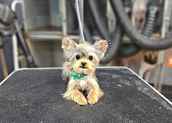 San Jose Pet Grooming Doggie Stylezz