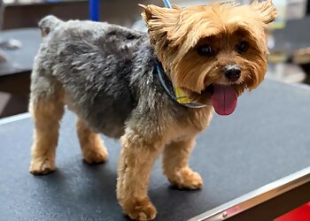 San Jose Pet Grooming Doggie Stylezz