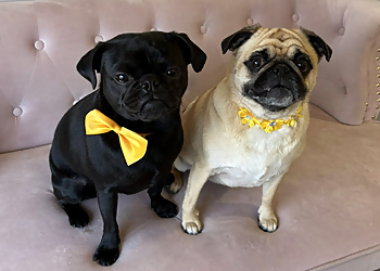 Salt Lake City Pet Grooming Doggie in the Window, LLC.