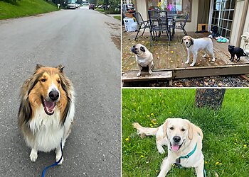 Anchorage Dog Walkers Doggy Adventures, LLC