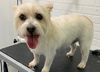 Phoenix Pet Grooming Doggy Daze