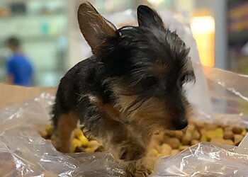 Phoenix Pet Grooming Doggy Daze