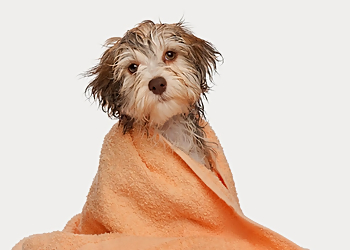 Jeannie's Grooming - Gilbert, AZ Pet Grooming - Service Image