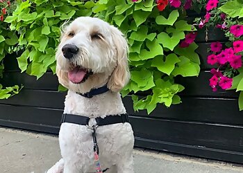 Chicago Dog Walkers Dogs Deserve It