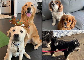 Chicago Dog Walkers Dogs Deserve It