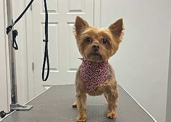 Yonkers Pet Grooming Dogs World Grooming