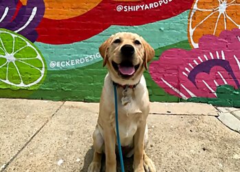 Baltimore Dog Walkers Dogs of Charm City