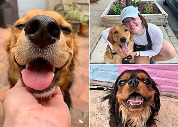 Baltimore Dog Walkers Dogs of Charm City